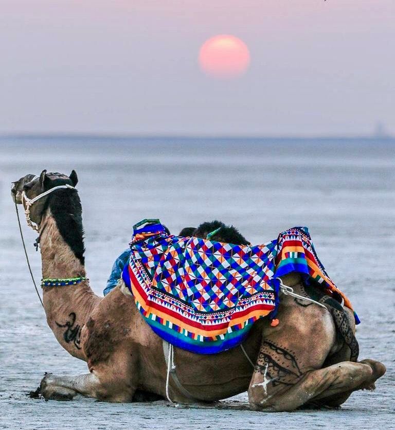 Jaisalmer Desert Festival (14 feb-16 feb 2022)