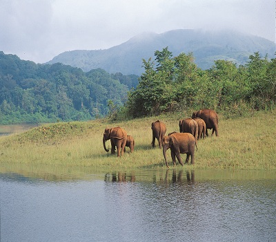 Wildlife in Kerala
