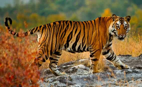 Golden Triangle with Ranthambore